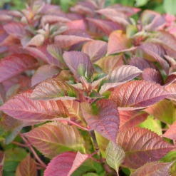 Let's Dance Lovable™ Bigleaf Hydrangea -Great Garden Plants HydrangeamacrophyllaLetsDanceLoveableP1106809 1080x1080 27adc42