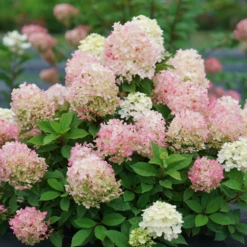 Fire Light Tidbit® Panicle Hydrangea 11 Fire Light Tidbit® Panicle Hydrangea -Great Garden Plants HydrangeapaniculataFireLightTidbitDSC02390 800x800 f760462