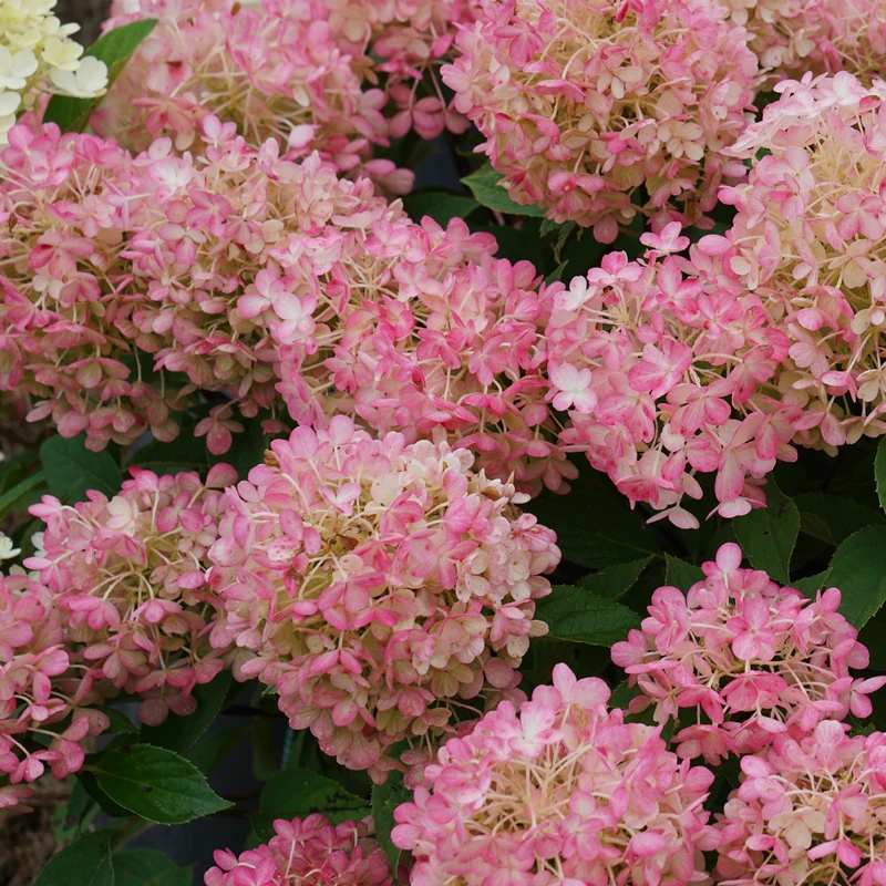 Fire Light Tidbit® Panicle Hydrangea 4 Fire Light Tidbit® Panicle Hydrangea - Image 2