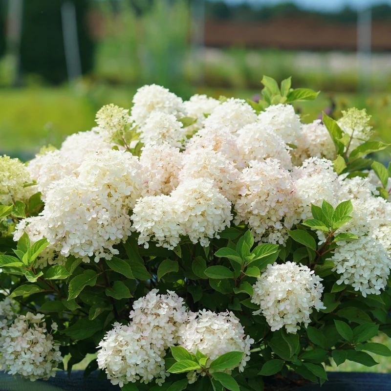 Fire Light Tidbit® Panicle Hydrangea 3 Fire Light Tidbit® Panicle Hydrangea