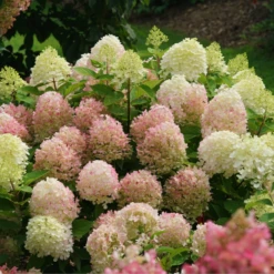 Fire Light Tidbit® Panicle Hydrangea 12 Fire Light Tidbit® Panicle Hydrangea -Great Garden Plants HydrangeapaniculataFireLightTidbitIMG 0114 800x800 d3572ab