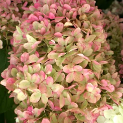 'Limelight' Panicle Hydrangea 12 'Limelight' Panicle Hydrangea -Great Garden Plants HydrangeapaniculataLimelightIMG 0153 800x800 c7764e5