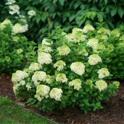 Little Lime Punch® Panicle Hydrangea -Great Garden Plants HydrangeapaniculataLittleLimePunchDSC04605 800x800 dcc922b