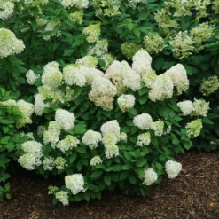 Little Lime Punch® Panicle Hydrangea -Great Garden Plants HydrangeapaniculataLittleLimePunchDSC08373 800x800 121f548
