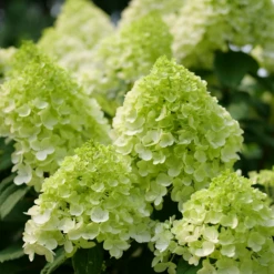 Little Lime Punch® Panicle Hydrangea -Great Garden Plants HydrangeapaniculataLittleLimePunchP1238221 800x800 7a22f7c