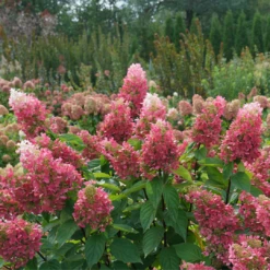 Pinky Winky Prime™ Panicle Hydrangea -Great Garden Plants HydrangeapaniculataPinkyWinkyPrimeDSC05185 1080x1080 4b2f130