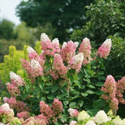 Pinky Winky Prime™ Panicle Hydrangea -Great Garden Plants HydrangeapaniculataPinkyWinkyPrimeDSC05225 1080x1080 e755a22