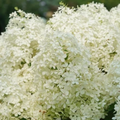 Puffer Fish® Panicle Hydrangea -Great Garden Plants HydrangeapaniculataPufferFishDSC08316 1080x1080 1dac582