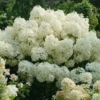 Puffer Fish® Panicle Hydrangea 1 Puffer Fish® Panicle Hydrangea -Great Garden Plants HydrangeapaniculataPufferFishDSC08321 1080x1080 49a45f3