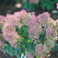 Tiny Quick Fire™ Panicle Hydrangea -Great Garden Plants HydrangeapaniculataTinyQuickFireDSC05449 800x800 b7c6b14