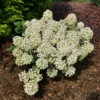 Tiny Quick Fire™ Panicle Hydrangea -Great Garden Plants HydrangeapaniculataTinyQuickFireP1072484 800x800 b9f5e8a