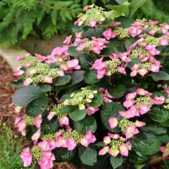 Tuff Stuff Top Fun™ Mountain Hydrangea