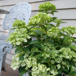Fairytrail™ Green Cascade Hydrangea -Great Garden Plants HydrangeaxFairytrailGreenP1214788 800x800 e9953bd