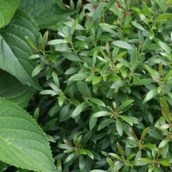Gem Box® Inkberry Holly 8 Gem Box® Inkberry Holly -Great Garden Plants Ilex Gem Box 2 P sw