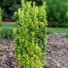 Glow Stick™ Japanese Holly -Great Garden Plants Ilex crenata Glow Stick P12