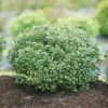 Strongbox® Inkberry Holly -Great Garden Plants Ilex glabra Strongbox 1 P