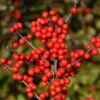 Berry Heavy® Winterberry Holly -Great Garden Plants Ilex verticillata Berry Heavy 2 P 7919e321 bab1 4a63 afbd 02e767a5a607 sw