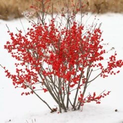 Berry Poppins® Winterberry Holly -Great Garden Plants Ilex verticillata Berry Poppins 2 P 9f12aa00 873a 458b ac28 b0c67e7fe889 sw