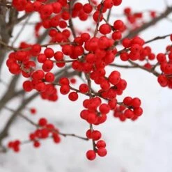 Berry Poppins® Winterberry Holly -Great Garden Plants Ilex verticillata Berry Poppins 3 P a9cfa142 889b 4fc7 acde d5ef636bc260 sw