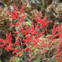 Berry Poppins® Winterberry Holly -Great Garden Plants Ilex verticillata Berry Poppins 5 P c6895b73 ad80 454e 8333 2fa23963c563 sw