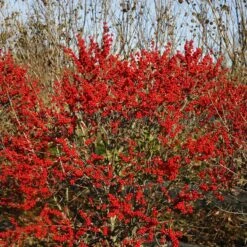 Berry Poppins® Winterberry Holly -Great Garden Plants Ilex verticillata Berry Poppins 6 P 4d74fbf5 874a 4d13 a2c0 0081f811afff sw