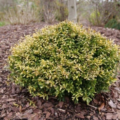 Glow Pop™ Japanese Holly -Great Garden Plants Ilex crenata Glow Pop P1202479