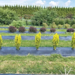 Glow Stick™ Japanese Holly -Great Garden Plants Ilex crenata Glow Stick IMG 1552 4032x3024 3c3502c