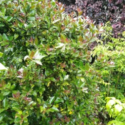 Castle Rouge™ Blue Holly 9 Castle Rouge™ Blue Holly -Great Garden Plants Ilex x meserveae Castle Rouge 54