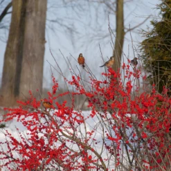 Berry Poppins® Winterberry Holly -Great Garden Plants IlexverticillataBerryPoppinsP1129657 800x800 b51f9ed