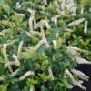 Scentlandia® Sweetspire -Great Garden Plants Itea Scentlandia 1 P