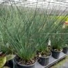 'Blue Arrows' Rush -Great Garden Plants Juncus blue arrows 1