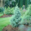 Aquavita™ Juniper 2 Aquavita™ Juniper -Great Garden Plants Juniperus Aquavita 2
