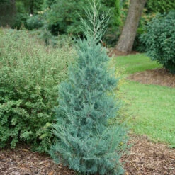 Aquavita™ Juniper -Great Garden Plants Juniperus Aquavita 3
