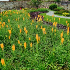 'Mango Popsicle' Red Hot Poker -Great Garden Plants Kniphofia Mango Popsicle 7 1