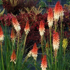 'Orange Vanilla Popsicle' Red Hot Poker -Great Garden Plants Kniphofia Orange Vanilla Popsicle 2