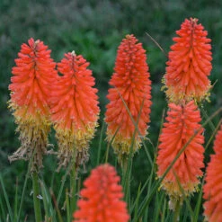 Pyromania™ 'Backdraft' Red Hot Poker -Great Garden Plants Kniphofia Backdraft 2 P