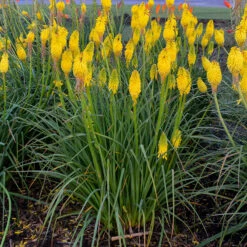 Pyromania™ 'Solar Flare' Red Hot Poker 10 Pyromania™ 'Solar Flare' Red Hot Poker -Great Garden Plants Kniphofia Solar Flare 2 P