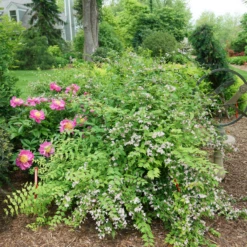 Jolene Jolene™ Beautybush -Great Garden Plants KolkwitziaJoleneJoleneDSC09745 800x800 eabc40a