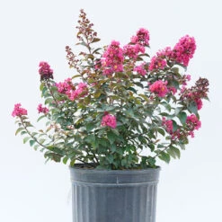 Rikki Tikki® Pink Crapemyrtle -Great Garden Plants Lagerstromea Rikki Tikki Pink 3 P