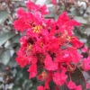 Rikki Tikki® Rouge Crapemyrtle -Great Garden Plants Lagerstromea Rikki Tikki Rouge 1 P