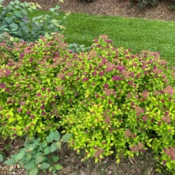 Double Play® Dolly™ Spirea 9 Double Play® Dolly™ Spirea -Great Garden Plants Landscapeviewoftheroundedcarefreehabitof yyt