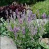 'Ellagance Sky' Lavender 2 'Ellagance Sky' Lavender -Great Garden Plants Lavandula ellagance sky 1 l sw