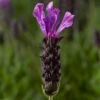 Javelin Forte™ Deep Purple Spanish Lavender -Great Garden Plants Lavandula Javelin ForteDeepPurple 70051469