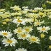 Amazing Daisies® 'Banana Cream' Shasta -Great Garden Plants Leucanthemum Banana Cream 4 P 4f14de24 ebcc 4084 a6f8 5dbcbe75d8c2 sw