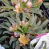 'Little Peach' Lewisia -Great Garden Plants Lewisia Little Peach 1