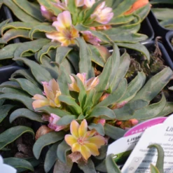 'Little Peach' Lewisia