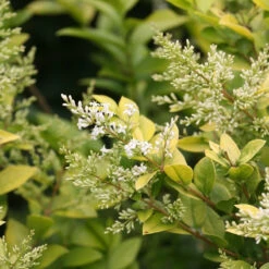 Golden Ticket® Privet -Great Garden Plants Ligustrum Golden Ticket 2