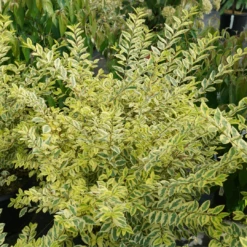 Good Vibrations® Privet -Great Garden Plants LigustrumGoodVibrationsDSC01274 1080x1080 944f5b4