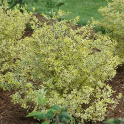 Good Vibrations® Privet -Great Garden Plants LigustrumGoodVibrationsDSC08971 1080x1080 5a02590