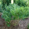 Kindly™ Privet -Great Garden Plants LigustrumKindlyP1207368 1080x1080 ba2b33d